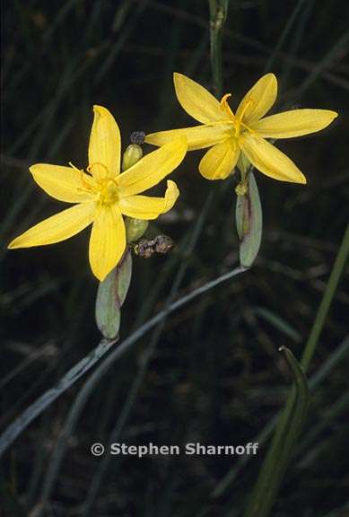 sisyrinchium elmeri 2 graphic